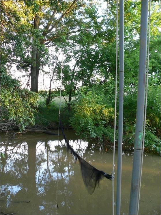 Closed mist net over pone