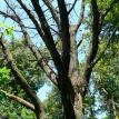 Roost tree