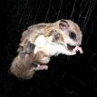 Flying squirrel