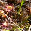 Sundew
