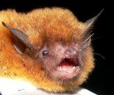 Southeastern myotis
