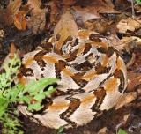 Timber rattlesnake