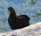 Black vulture
